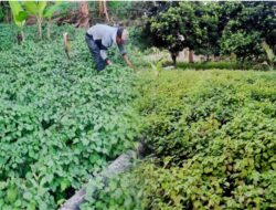 Harga Tinggi, Petani Muna Barat Beralih dari Jagung ke Nilam